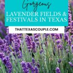 lavender fields in Texas