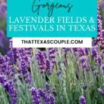 lavender fields in Texas
