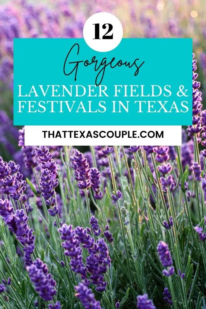 lavender fields in Texas
