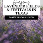 lavender fields in Texas