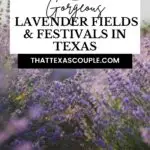 lavender fields in Texas