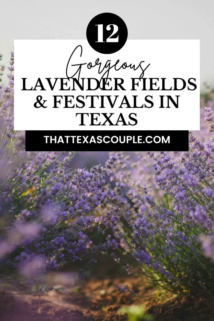 lavender fields in Texas