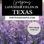 lavender fields in Texas