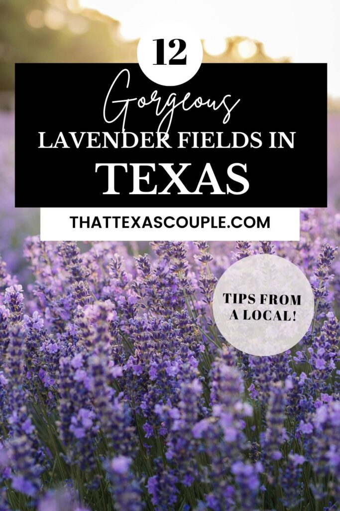 lavender fields in Texas