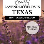 lavender fields in Texas