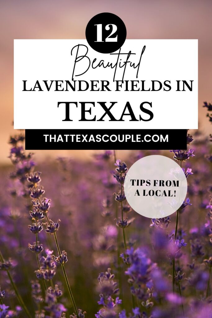lavender fields in Texas