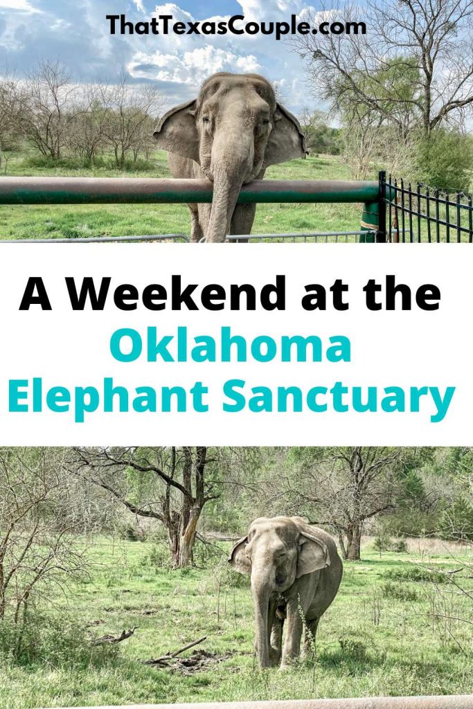 Oklahoma Elephant Sanctuary Pinterest Image
