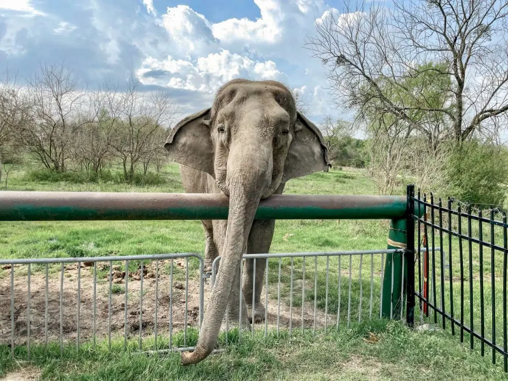 Elephant at the Oklahoma elephant sanctuary