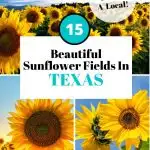 Texas sunflower fields Pinterest Image