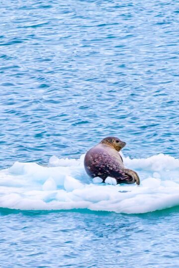 packing list for Alaska cruise