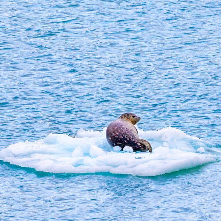 Glacier Bay National Park: 7 Reasons to Visit This Awesome National Park