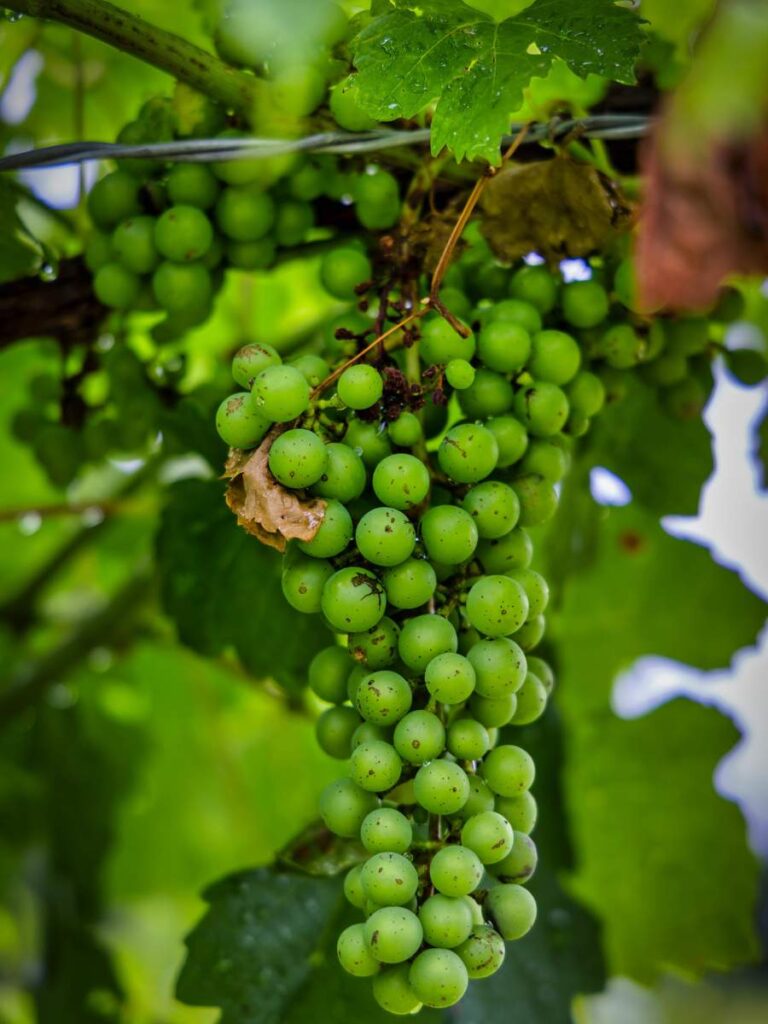 Britt's Wine & Dine