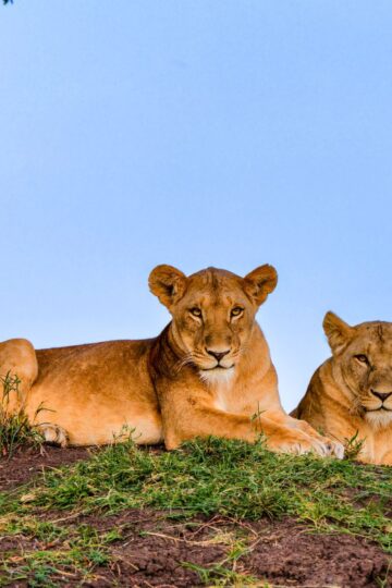 safari packing list